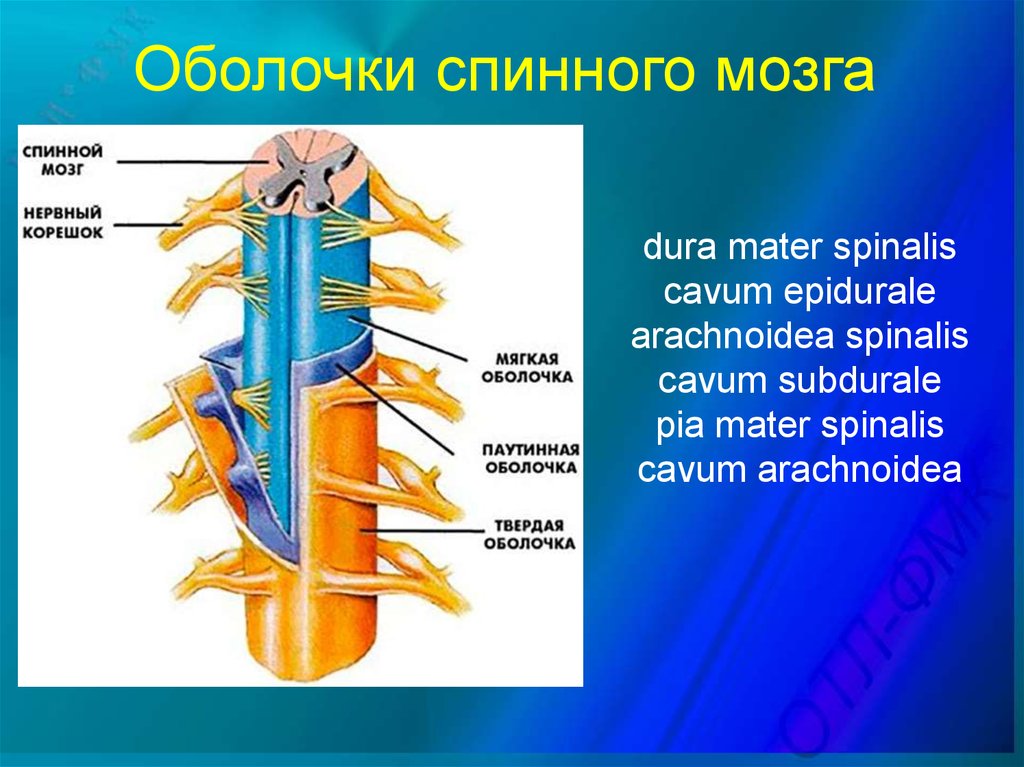 Мягкая оболочка спинного. Средняя соединительнотканная оболочка спинного мозга. Спинной мозг мягкая оболочка паутинная оболочка. Строение спинного мозга оболочки спинного мозга. Оболочки спинного мозга медунивер.