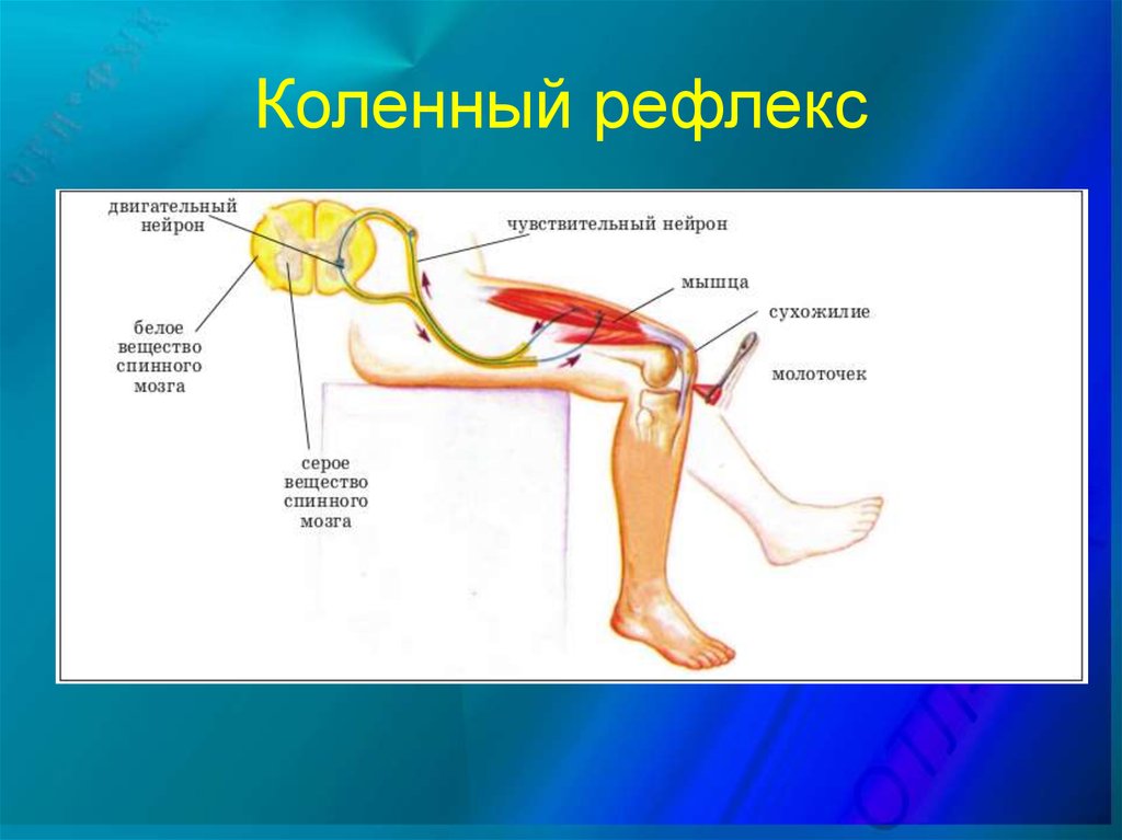 Работа коленного рефлекса. Рефлексы спинного мозга коленный рефлекс. Спинной мозг и схема коленного рефлекса. Дуга коленный коленный рефлекс. Рефлекторная дуга коленного рефлекса.