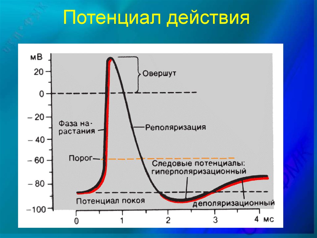 Рисунок потенциал действия