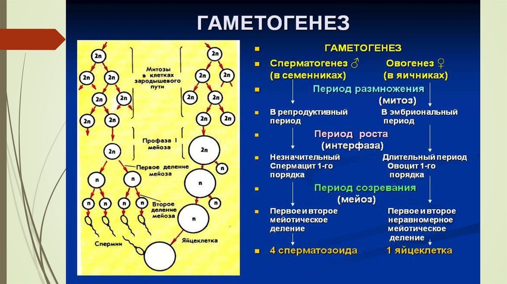 Особенности гаметогенеза