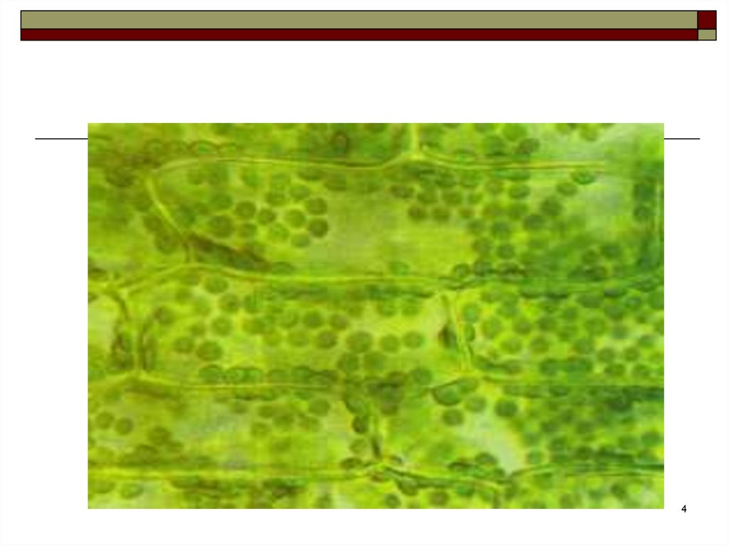 Хлоропласты в клетках листьев крупные. Клетка растения хлоропласты. Хлоропласты в растительной клетке. Хлоропласты в растительной клетке картинка. Органоиды клетки листа элодеи.
