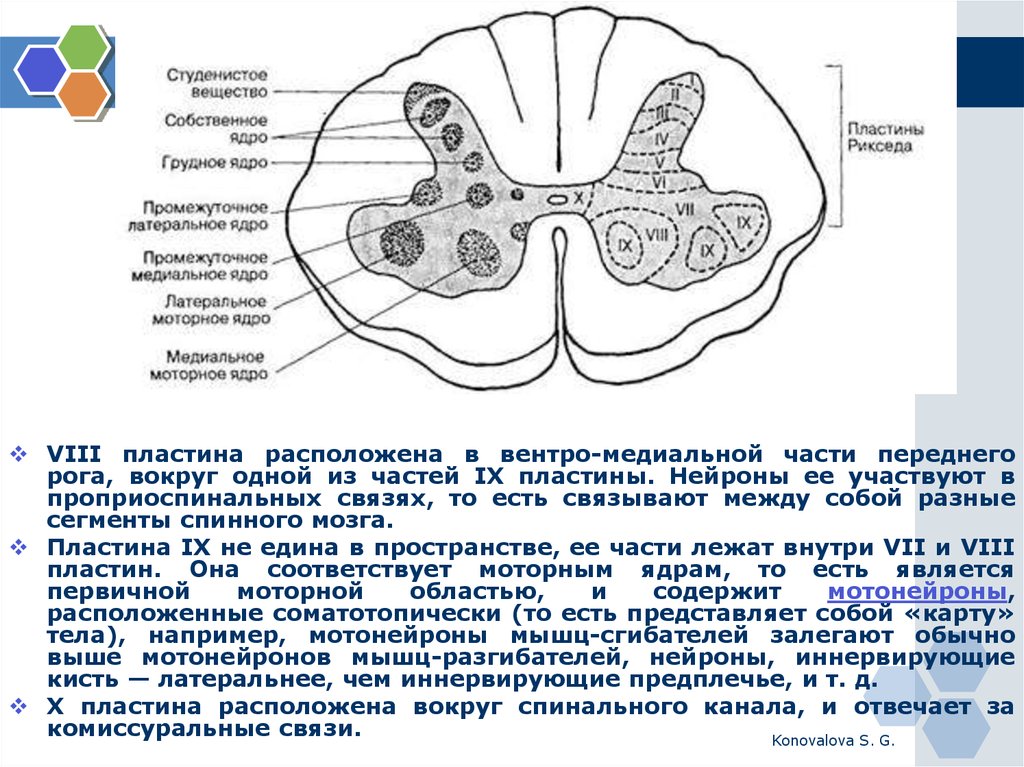 Белое вещество мозга образовано. Пластины спинного мозга. Пластины нейронов. Проприоспинальный тракт спинного мозга. Спинной мозг ОГЭ.