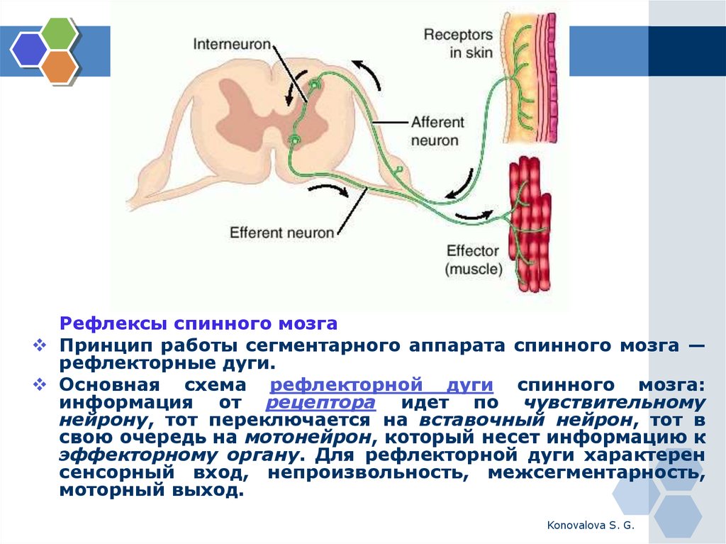 Примеры рефлекторных актов при участии спинного мозга. Рефлекторная дуга собственного аппарата спинного мозга. Схема сегментарного аппарата. Сегментарный рефлекторный аппарат. Сегментный аппарат спинного мозга.