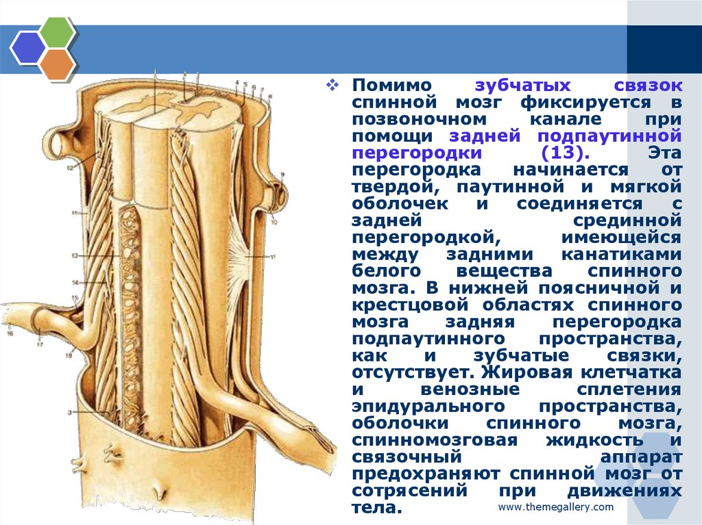 Что защищает спинной мозг. Спинной мозг защищён оболочками. Источник развития спинного мозга. Спинной мозг начинается от.