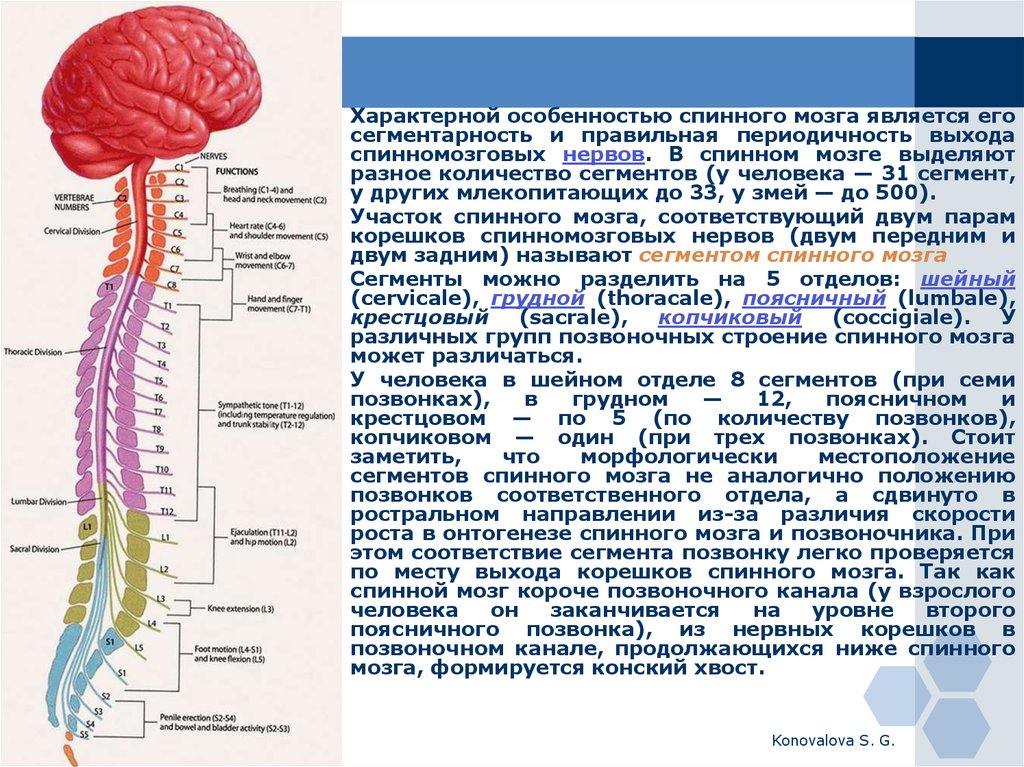 Количество сегментов. Грудной отдел спинного мозга функции. Отделы и сегменты спинного мозга. Функции сегментов спинного мозга. Сегментарность строения спинного мозга.