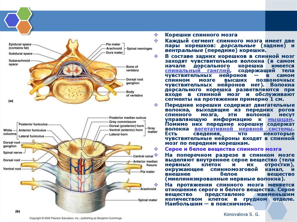 Строение нервного узла. Функции Корешков спинного мозга таблица. Задние корешки спинномозговых нервов. Корешки спинномозговых нервов анатомия.