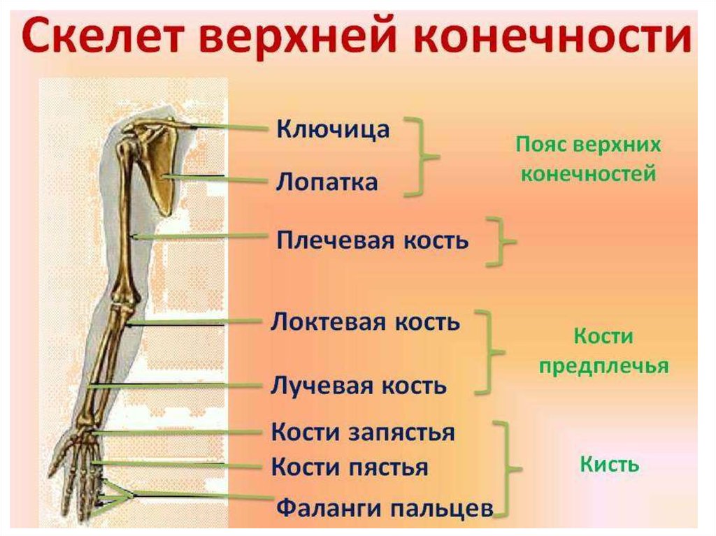 Скелет пояса свободной верхней конечности. Строение пояса верхних конечностей человека. Отделы скелета верхней конечности. Строение скелета верхней конечности. Строение верхней конечности анатомия.