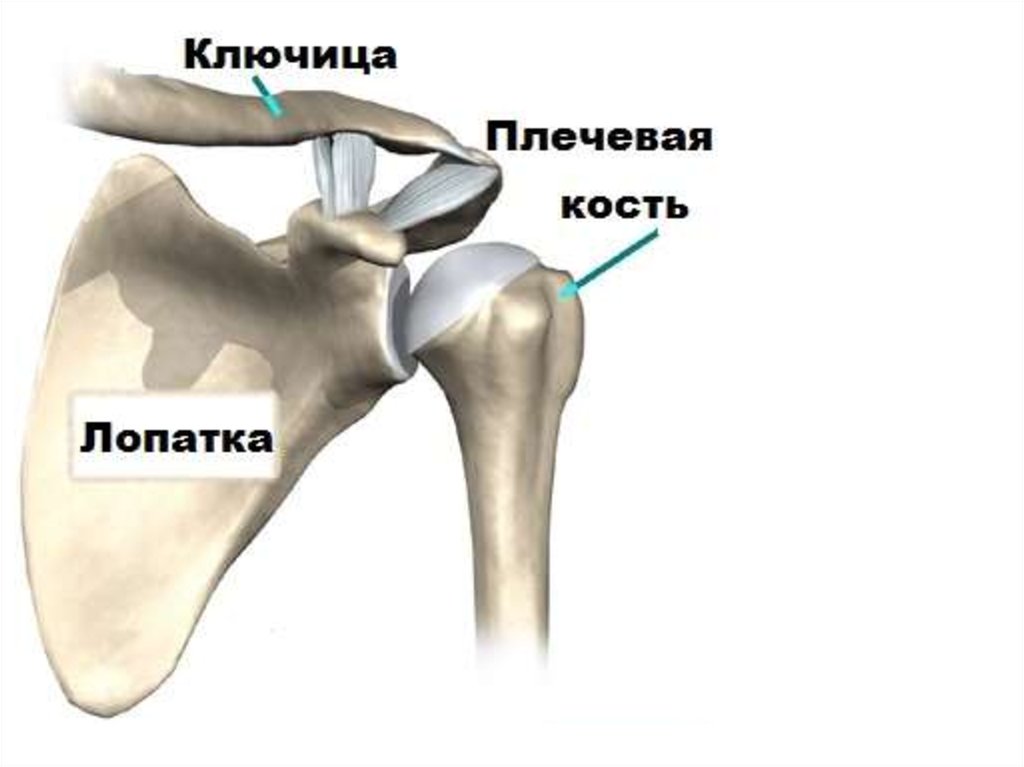 Лопатка кость человека на скелете. Лопатка и ключица анатомия. Эндопротез плечевого сустава. Лопатка ключица плечевая кость анатомия. Лопатка соединяется с ключицей и плечевой костью.