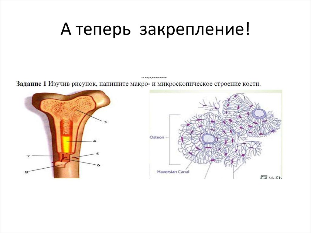 Строение пизды фото