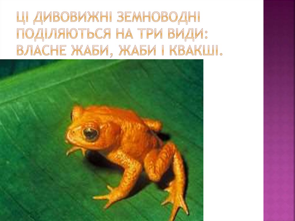 Ці дивовижні земноводні поділяються на три види: власне жаби, жаби і квакші.