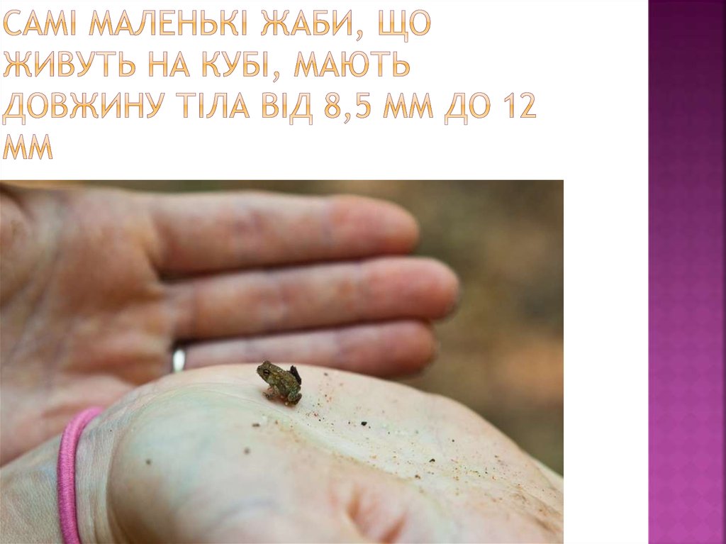 Самі маленькі жаби, що живуть на Кубі, мають довжину тіла від 8,5 мм до 12 мм
