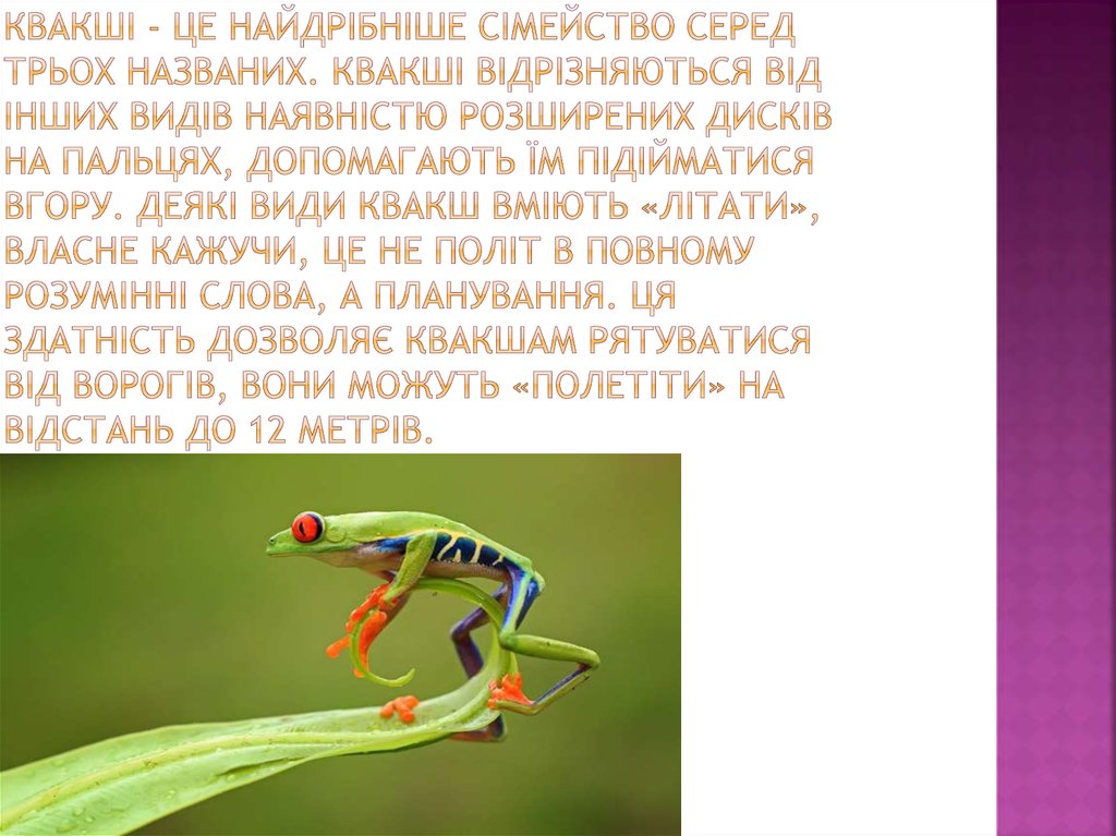 Квакші - це найдрібніше сімейство серед трьох названих. Квакші відрізняються від інших видів наявністю розширених дисків на