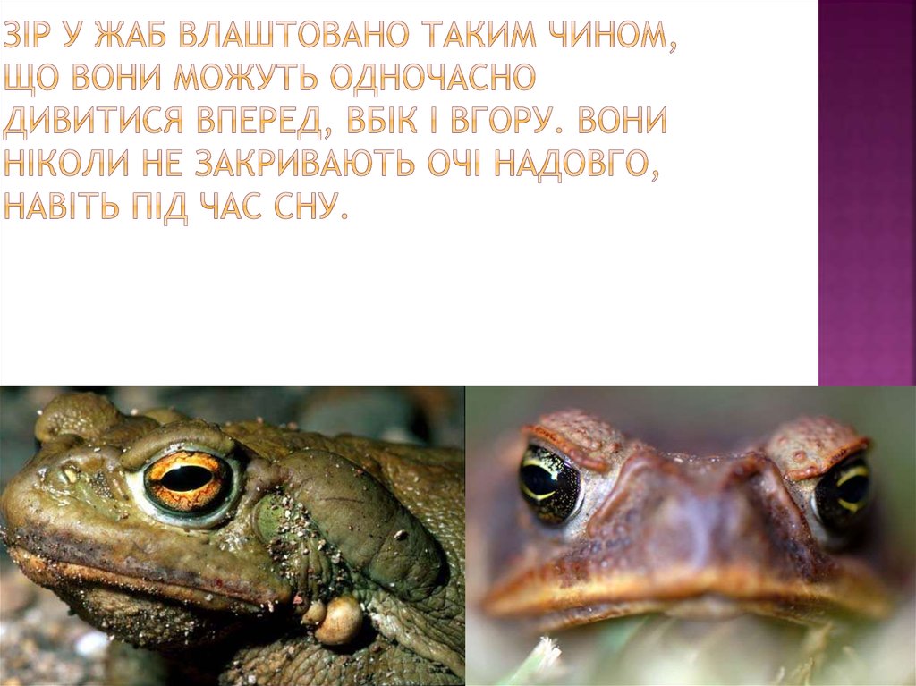 Зір у жаб влаштовано таким чином, що вони можуть одночасно дивитися вперед, вбік і вгору. Вони ніколи не закривають очі