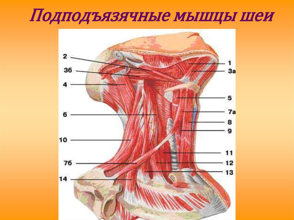 Подподъязячные мышцы шеи