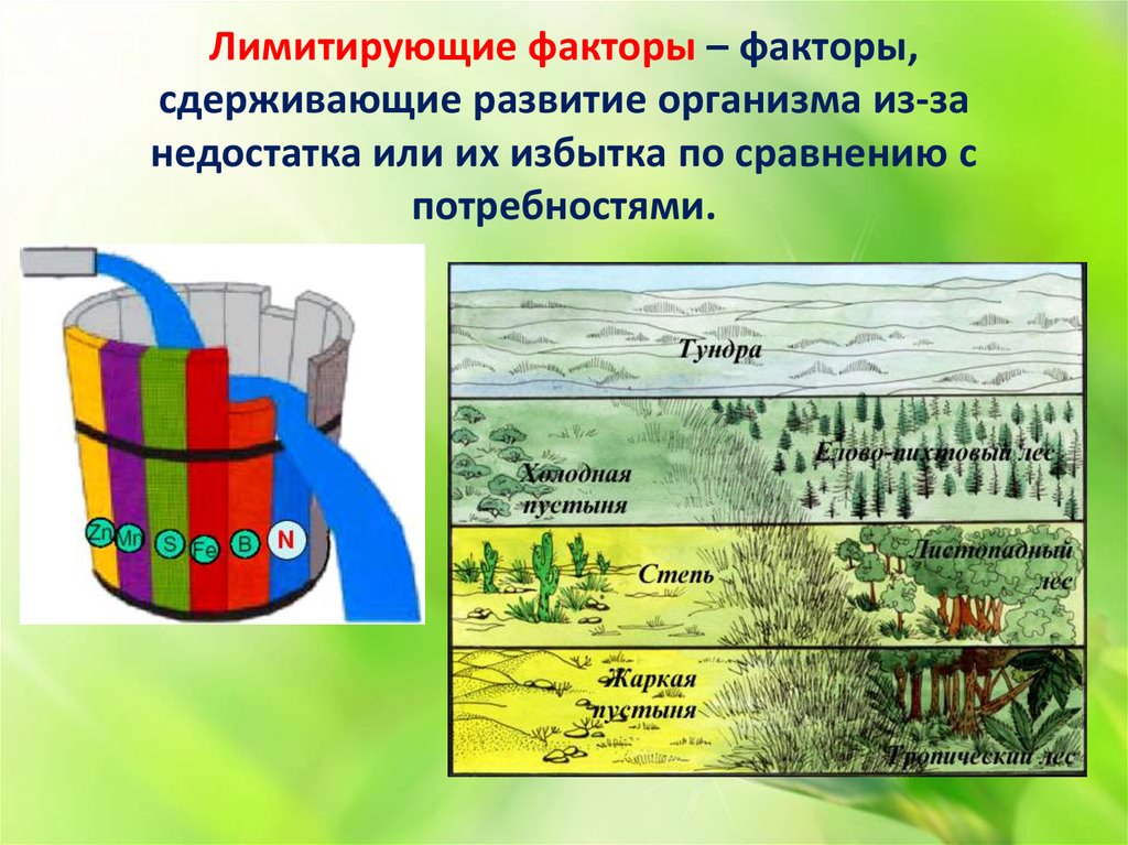 Лимитирующие факторы лесов