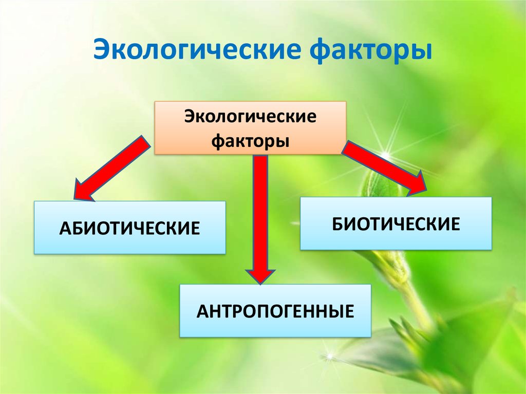 Презентация 6 класс среда обитания экологические факторы 6 класс