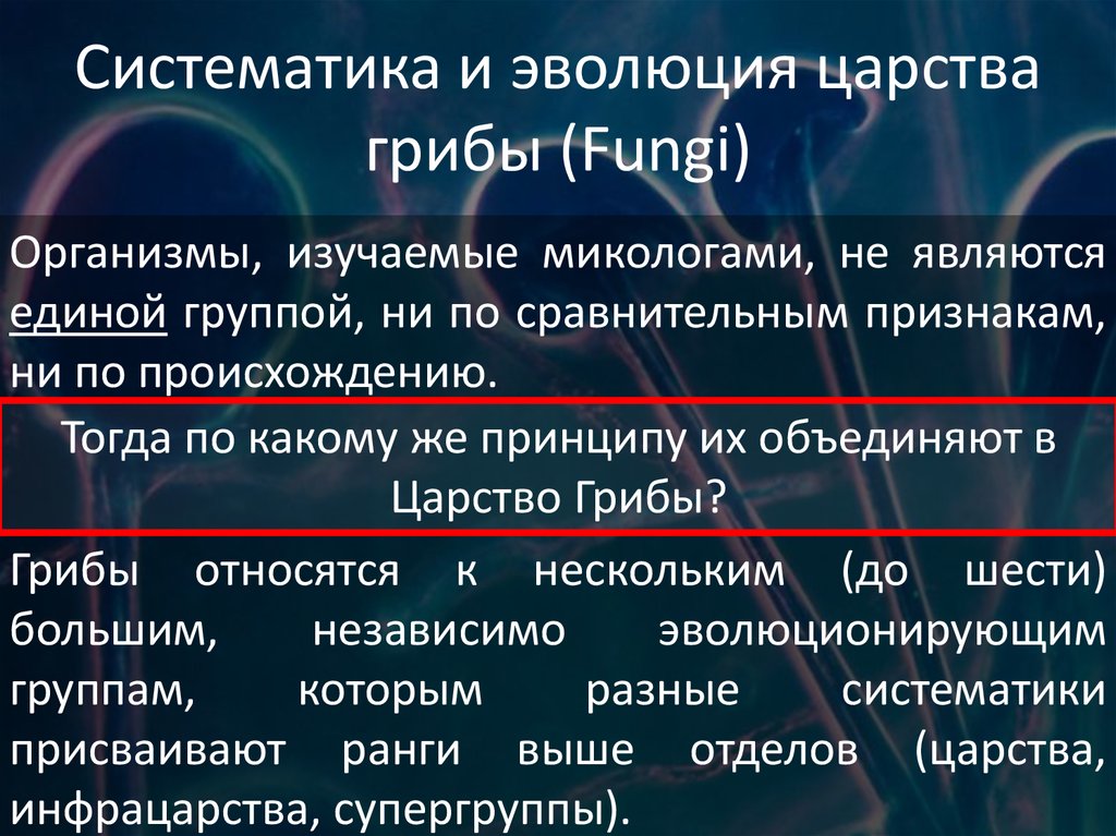 Грибы произошли от различных. Происхождение грибов. Эволюция грибов схема. Теория происхождения грибов. История развития грибов.