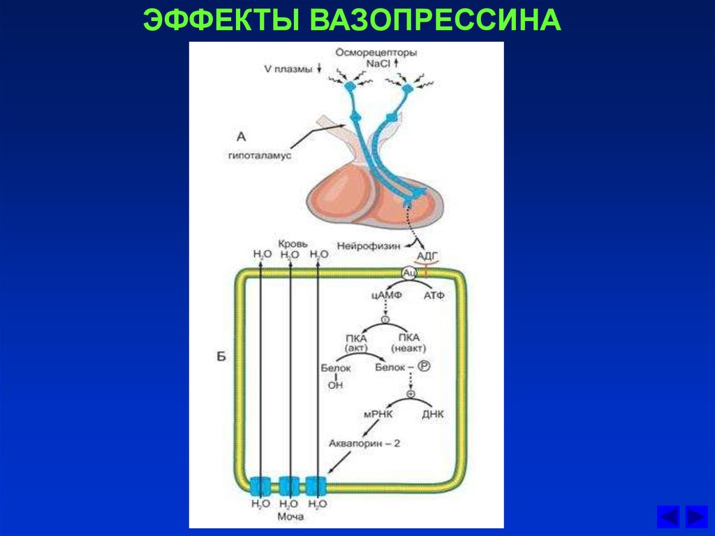 Вазопрессин диурез. Схема действия антидиуретического гормона. Эффекты вазопрессина. Эффекты АДГ (вазопрессина). Действие вазопрессина.