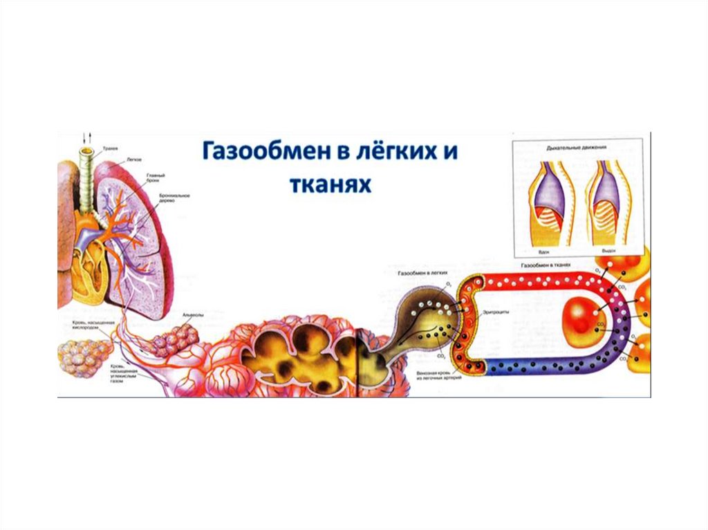 Рисунок газообмен в легких