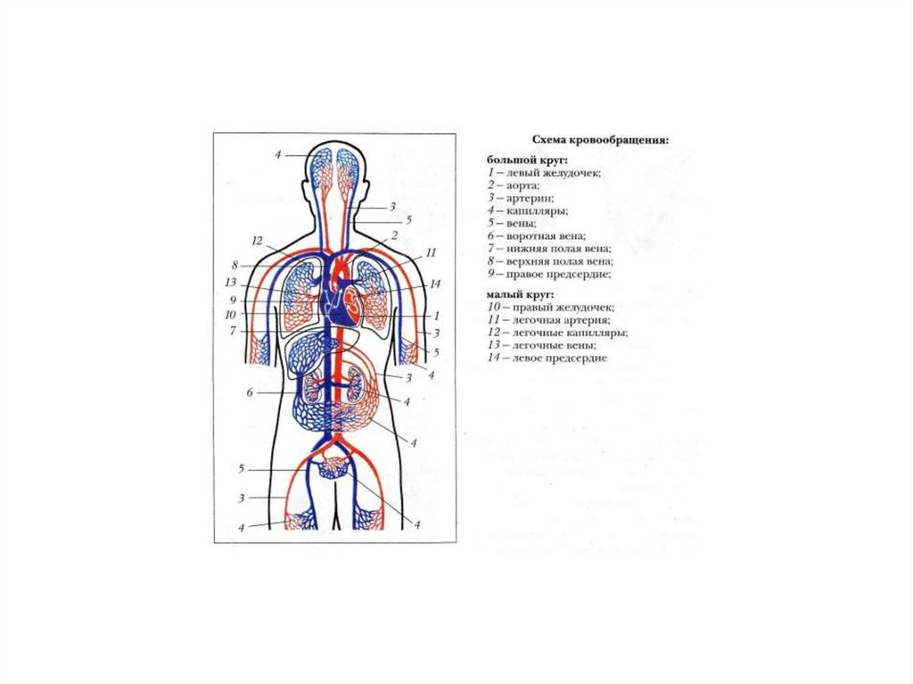 Круги кровообращения 8