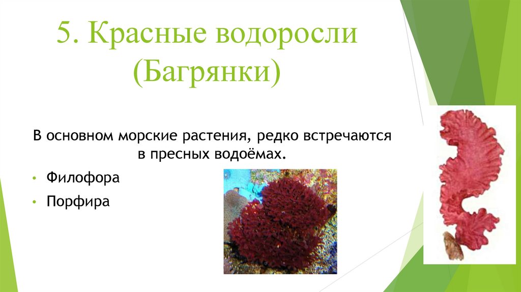 Красной водорослью является. Отдел красные водоросли багрянки представители. Багрянка, красные водоросли, Rhodophyta.. Отдел красные водоросли багрянки. Багрянки родимения.