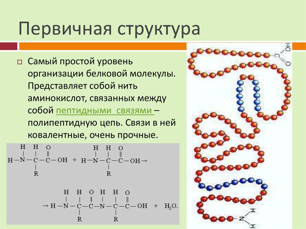 Химическая связь образующая первичную структуру белка. Первичная структура белковых молекул. Первичная структура белка первичная структура белка. Строение первичной структуры белка. Первичная структура белка представлена.