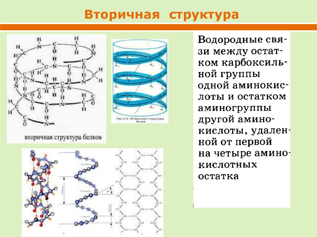 Структура белка тест