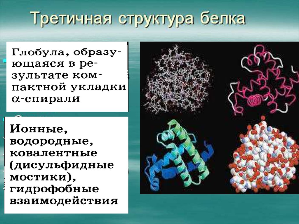 Особенности внутреннего строения белки. Белок структура. Третичная структура белка презентация. Белки органические вещества презентация. Третичная структура белка.