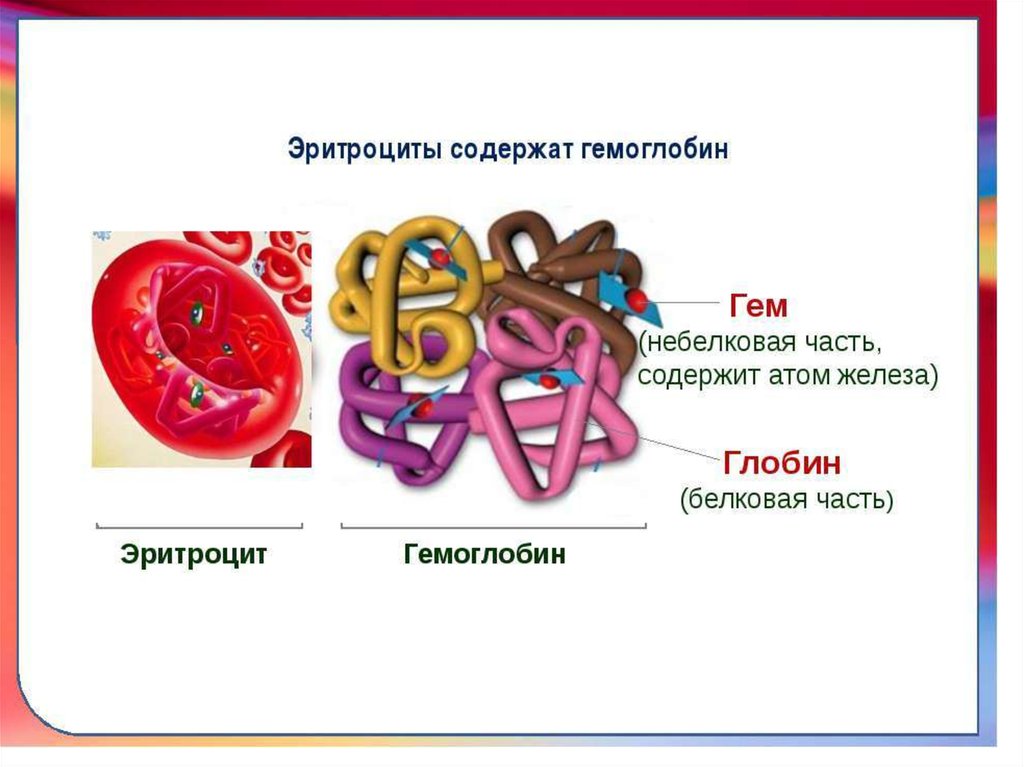 Строение гемоглобина гем и Глобин. Ретроцит структура гемоглобина. Строение эритроцита и гемоглобина. Гемоглобин состоит из гема и Глобина.