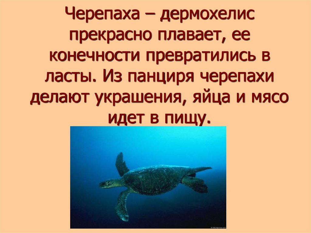 Черепаха – дермохелис прекрасно плавает, ее конечности превратились в ласты. Из панциря черепахи делают украшения, яйца и мясо