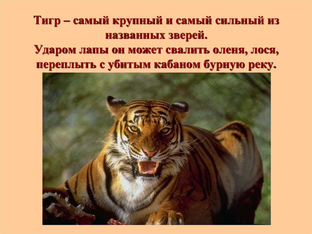 Тигр – самый крупный и самый сильный из названных зверей. Ударом лапы он может свалить оленя, лося, переплыть с убитым кабаном