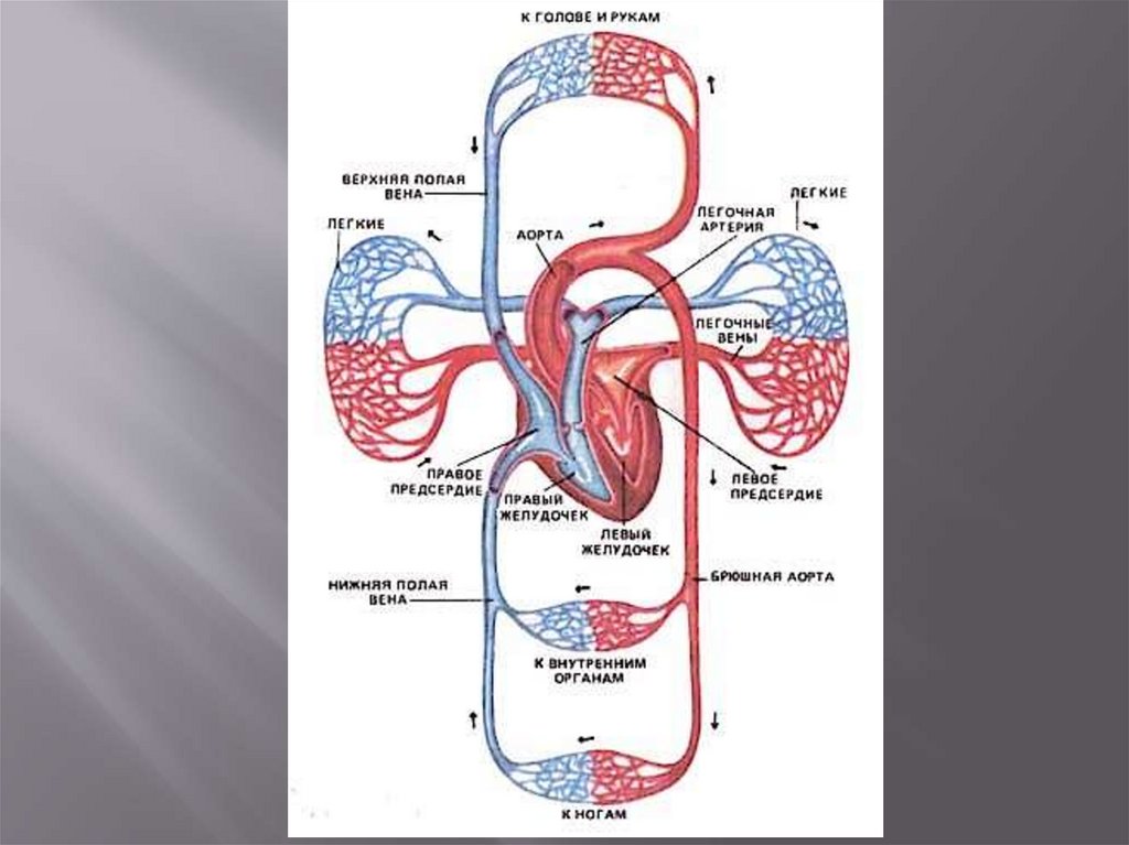 Какая кровь черная. Круги кровообращения артериальная и венозная кровь. Большой и малый круг кровообращения . Артериальная и венозная системы. Схема большого круга кровообращения венозного. Круги кровообращения человека анатомия на человеке.
