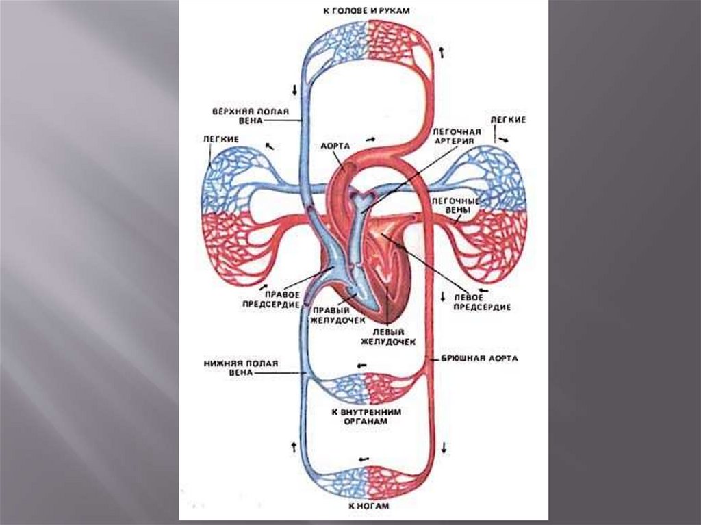 Чем отличается венозное от артериального. Схема большого круга кровообращения венозного. Малый круг кровообращения венозная в артериальную. Зарисовка артерий большого круга кровообращения. Схема сердца венозная кровь.