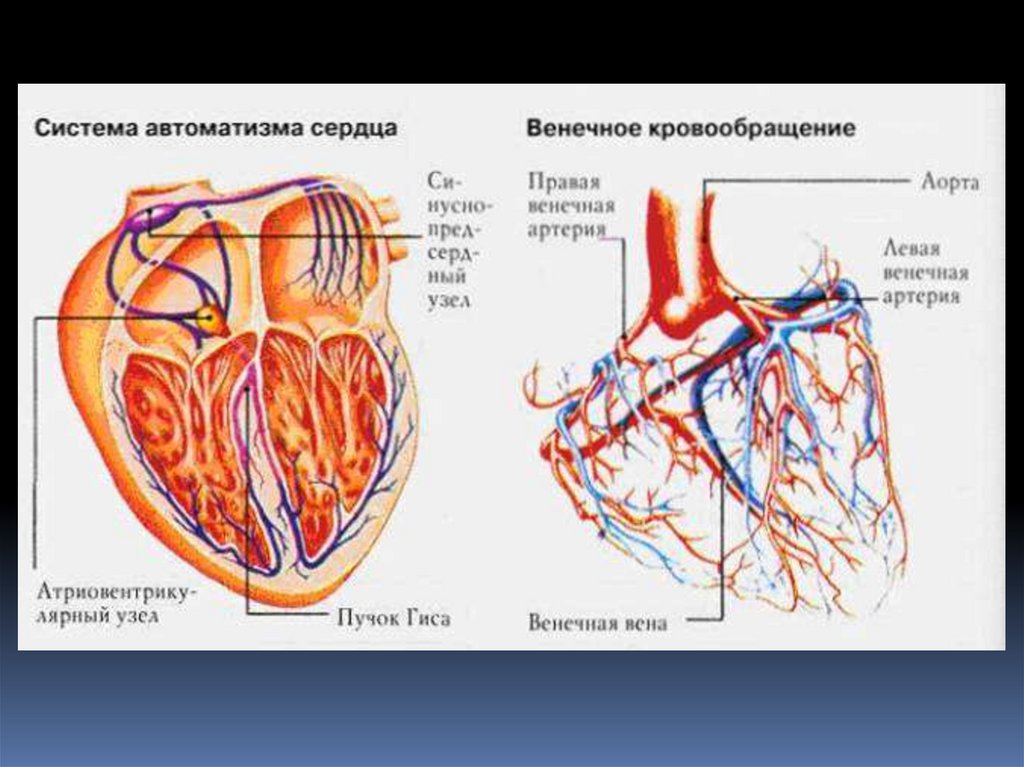Какую функцию выполняет артерия в процессе кровообращения. Проводящая система сердца и центры АВТОМАТИЗМА. Проводящая система сердца кровоснабжение сердца. Коронарный круг кровообращения схема. Венечный круг кровообращения анатомия.