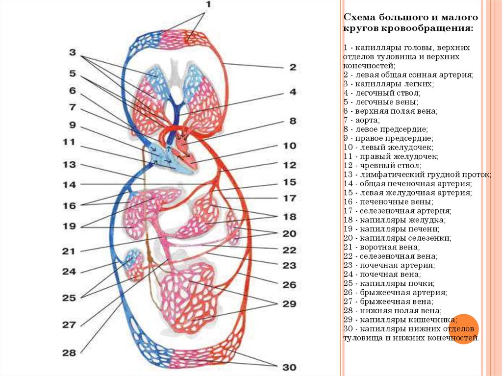 Схема малого круга кровообращения человека схема