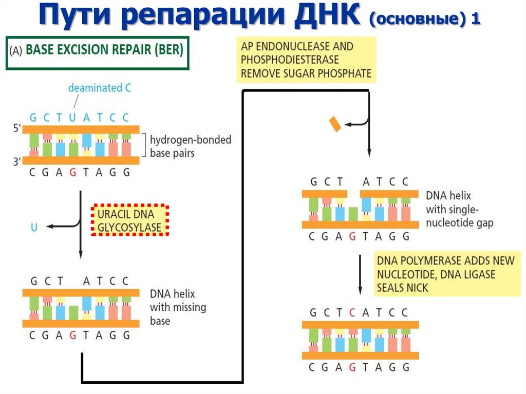 Репарация границ