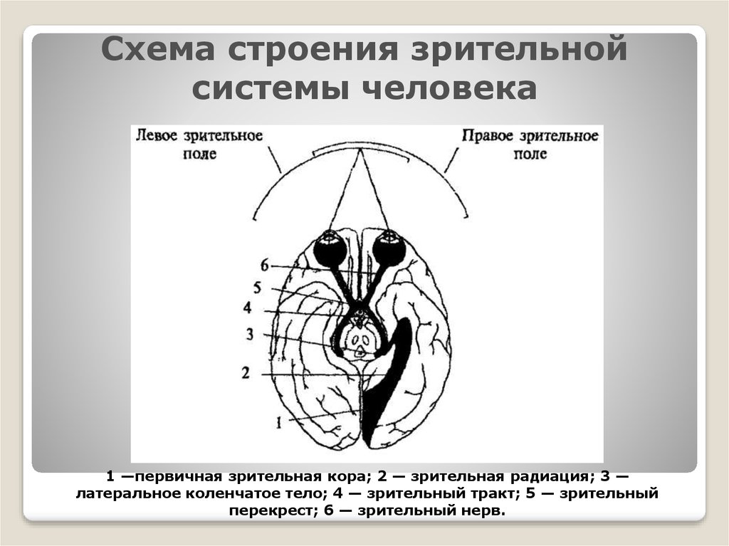 Зрительный нерв на рисунке глаза