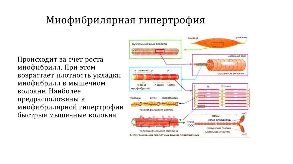 Какая жидкость в мышцах