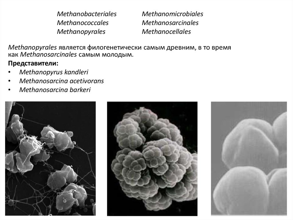 Метаногены. Methanosarcina barkeri. Метаногенные бактерии. Methanopyrus kandleri строение. Methanopyrus kandleri под микроскопом.