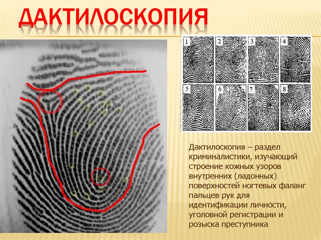 Дактилоскопическая экспертиза презентация