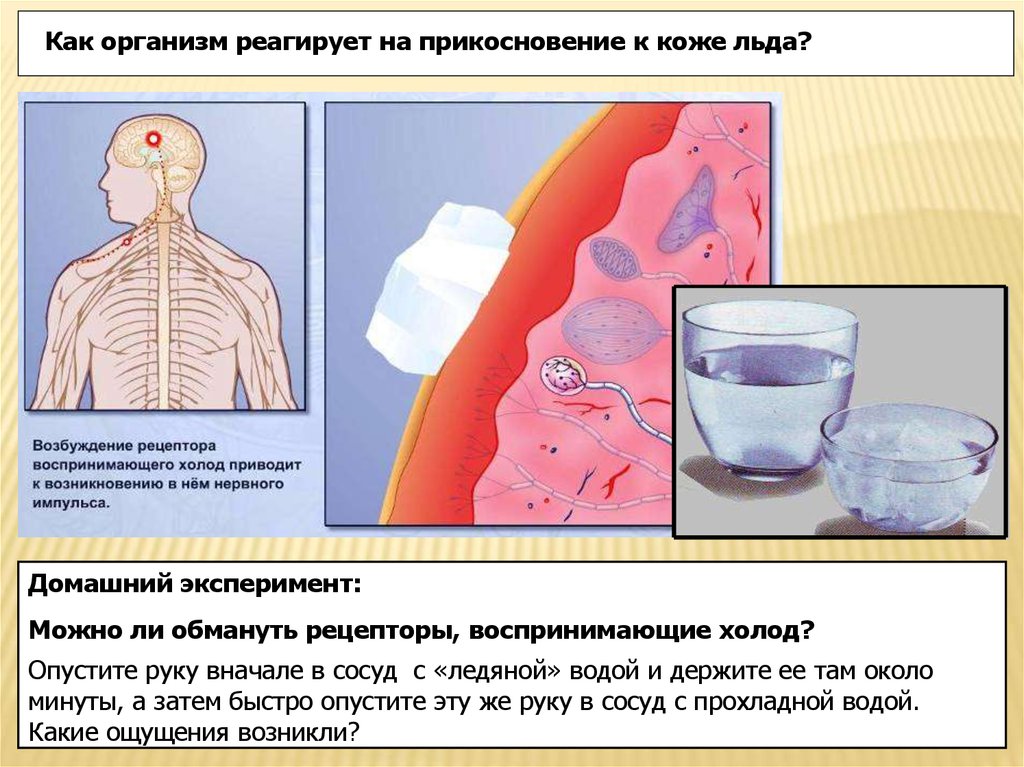 Кожа наружный покровный орган 8 класс презентация