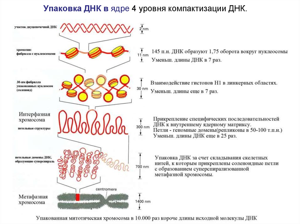 Стадии спирализации хромосом. Уровни упаковки хроматина в ядре клетки. Уровни компактизации ДНК В хромосоме. 4 Уровень компактизации ДНК.