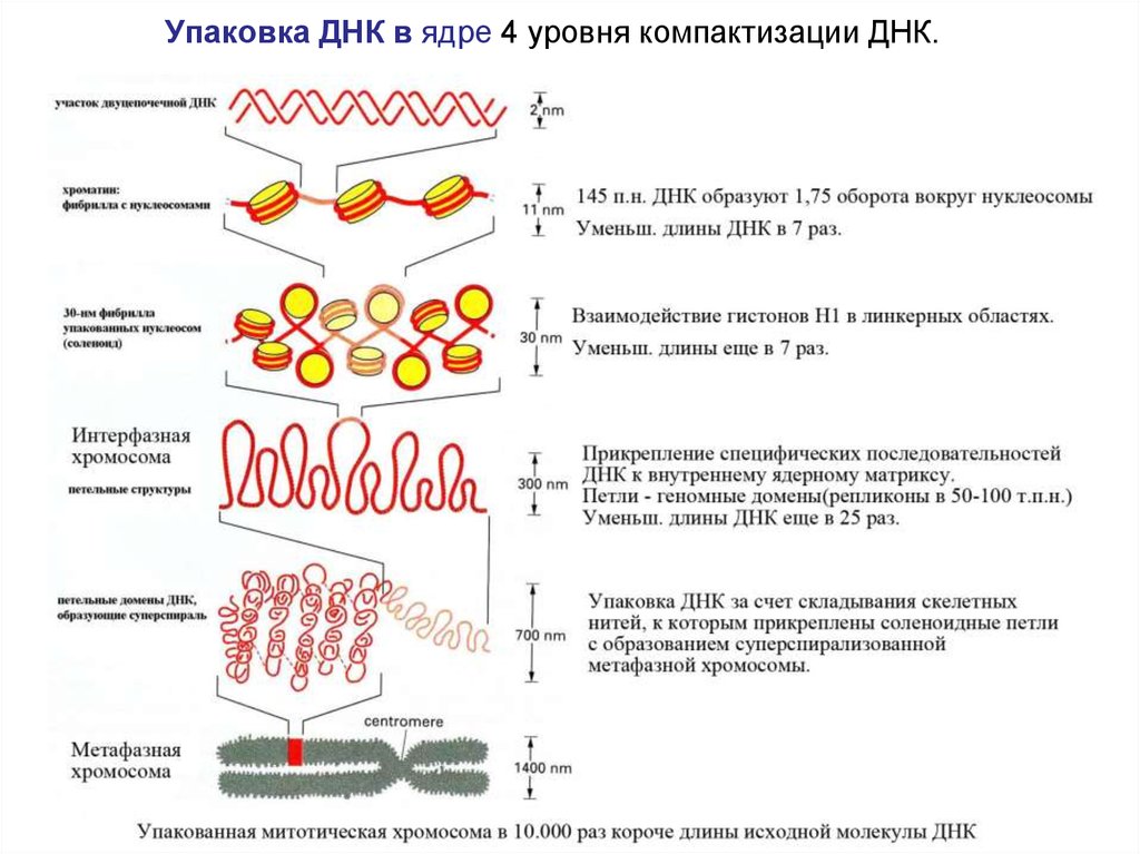 Д спирализация хромосом. Уровни упаковки хроматина в ядре клетки. Уровни компактизации ДНК В хромосоме. 4 Уровень компактизации ДНК.