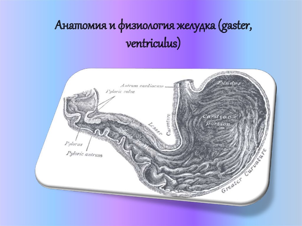 Физиология желудка презентация