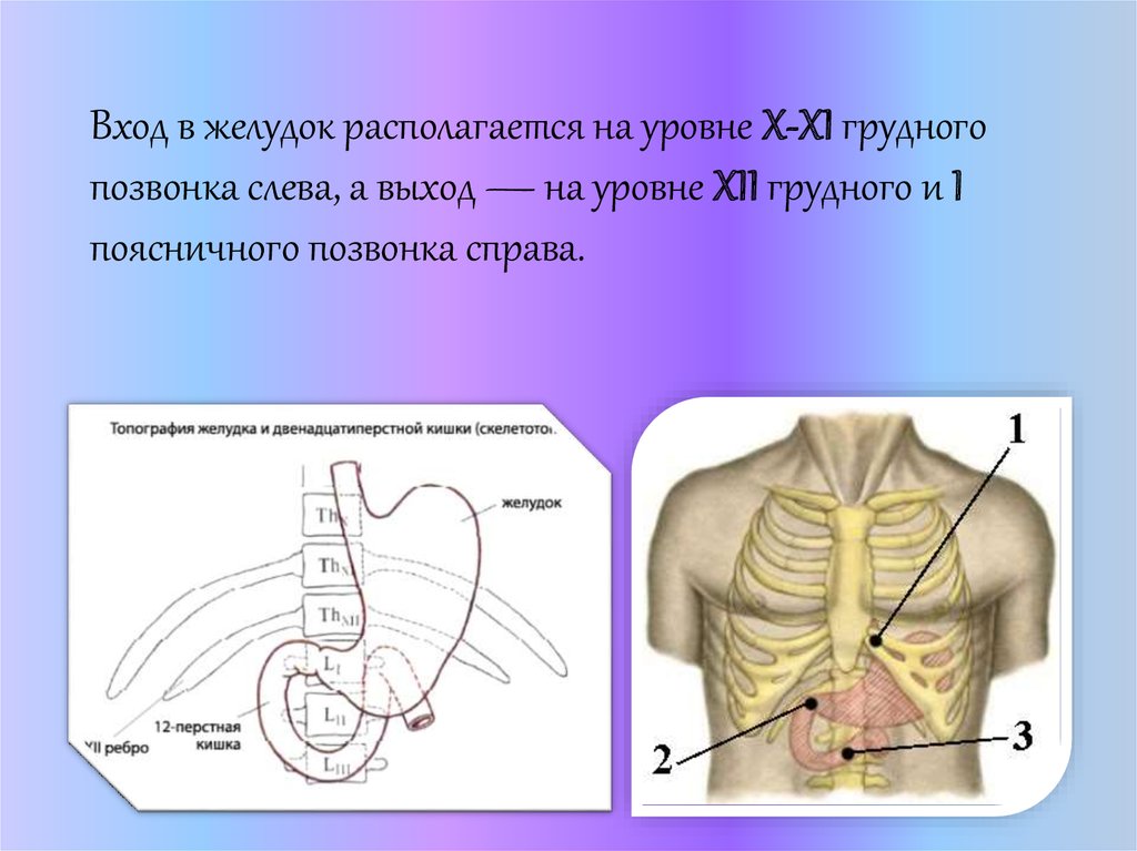 Грудной желудок. Желудок находится на уровн. Желудок располагается на уровне. Желудок расположение в уровень.