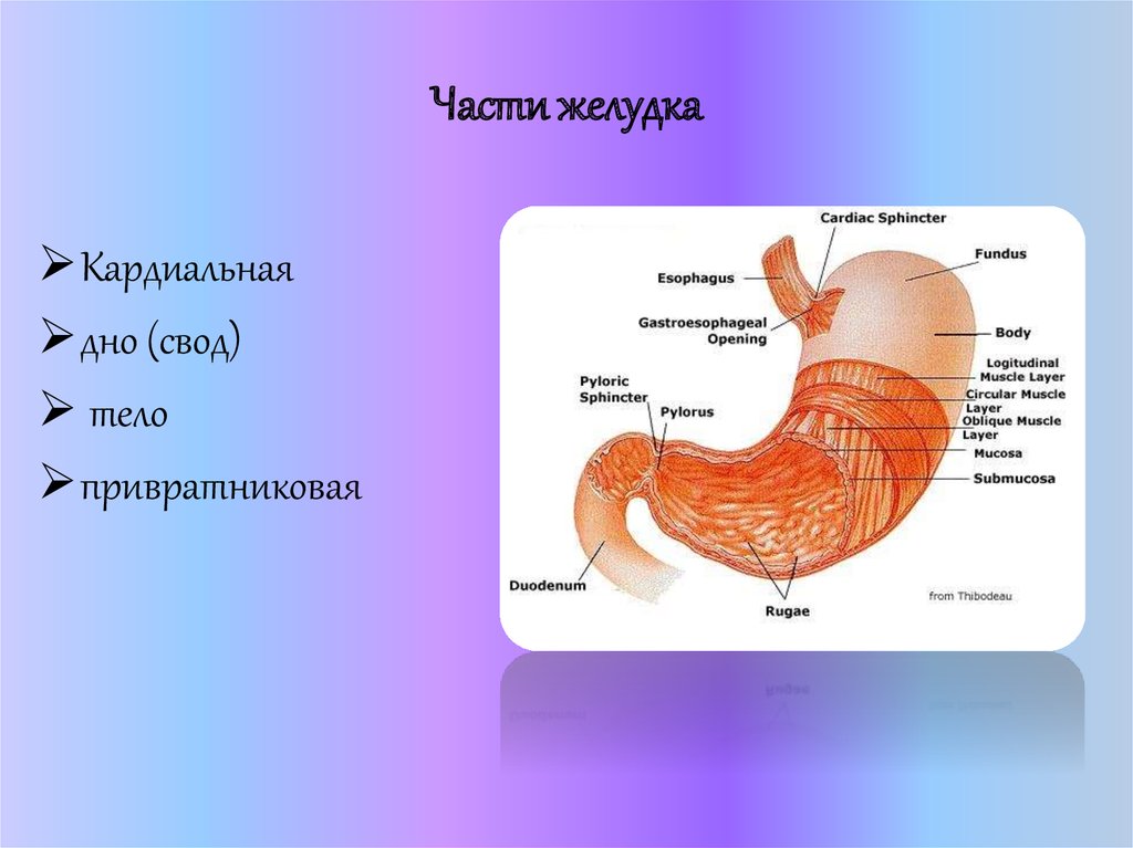 Внутреннее строение желудка. Кардиальная часть желудка анатомия. Отделы желудка анатомия латынь. Части желудка,строение стенки желудка. Строение желудка тело свод.