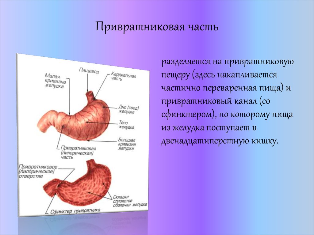 Нижняя часть желудка. Пилорический отдел желудка латынь. Привратниковая пещера желудка анатомия. Привратник желудка анатомия. Строение желудка привратник.