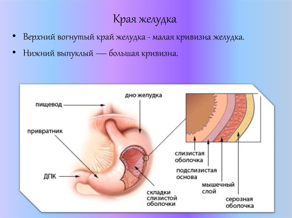 Презентация анатомия желудка