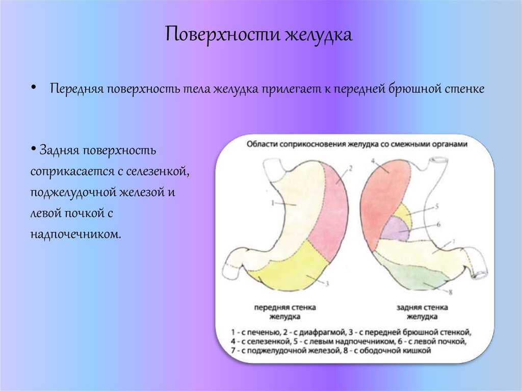 Передний задней стенки. Передняя поверхность желудка. Строение поверхности желудка. Задняя поверхность желудка.