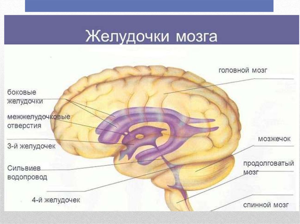 Желудочки среднего мозга. 4 Желудочек головного мозга анатомия строение. Третий желудочек головного мозга анатомия строение. Желудочки головного мозга человека схема. Четвёртый желудочек головного мозга анатомия строение.
